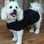 Outback Oilskin Dog Coat - 2XL-3XL Carousel 3