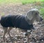 Outback Oilskin Dog Coat - 2XL-3XL Carousel 4