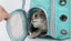 Cat carrier cage Pet Backpack Cat bag Transparent Cat Carrier Bag PINK ONLY Carousel 7