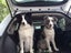 PTN NEW Car Barrier Car Pet Dog Barrier Safety Fence Sale Sale Carousel 6