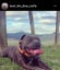 STAFFORDSHIRE BULL TERRIER PEDIGREE STUD DOG Carousel 2