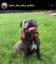 STAFFORDSHIRE BULL TERRIER PEDIGREE STUD DOG Carousel 4