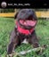 STAFFORDSHIRE BULL TERRIER PEDIGREE STUD DOG Carousel 3