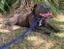 STAFFORDSHIRE BULL TERRIER PEDIGREE STUD DOG Carousel 7