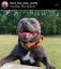 STAFFORDSHIRE BULL TERRIER PEDIGREE STUD DOG Carousel 1