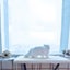 PTN NEW Cat Bed Sale Sale Sale Carousel 8