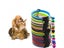 Dog Collar Dog Collars Carousel 5