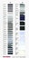 Madeira PolyNeon 40 Embroidery Thread 1000m *choose your own colour!* Carousel 10