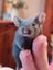 Stunning Female Baby Mice - NEW GIRLS AVAILABLE NOW Carousel 11