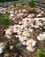 Oyster Mushroom Garden Bed Grow Kit - 2KG Carousel 3