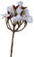 Plumeria Spray (Frangipani) / White Carousel 2