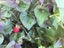 Wild Strawberry - 50 seeds - heirloom - delicious fruit - Fragaria vesca Carousel 3