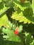 Wild Strawberry - 50 seeds - heirloom - delicious fruit - Fragaria vesca Carousel 4