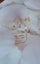 9ct yellow gold Cubic Zirconia stud earrings Carousel 2