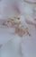 9ct yellow gold Cubic Zirconia stud earrings Carousel 3