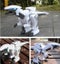Dinosaur, RC Dinosaur, Remote control Dinosaur, Super Big Size Carousel 7