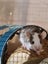 Stunning Female Baby Mice - NEW GIRLS AVAILABLE NOW Carousel 8
