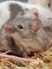 Stunning Female Baby Mice - NEW GIRLS AVAILABLE NOW Carousel 6
