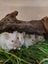 Stunning Female Baby Mice - NEW GIRLS AVAILABLE NOW Carousel 14
