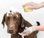 Pet Cleaning Grooming Tool Shower Scrubber Carousel 1
