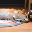 Touchdog 70cm Indoor Round Pet Cat Dog Resting Soft Sleep Mat Pad Bichon Frise Carousel 3