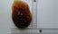 Kauri Gum 10 Insect Inclusions Time Capsule. Carousel 10