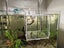 Acrylic fish Tank Breeding Isolation Box For Hatchery Incubator 15*15*15cm Carousel 2