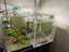 Acrylic fish Tank Breeding Isolation Box For Hatchery Incubator 20*20*20cm Carousel 1