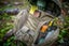 Helikon Tex Essential Kit Bag - Multicam Carousel 4