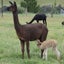 Female Alpacas for Sale Carousel 5