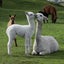 Female Alpacas for Sale Carousel 3
