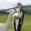 Female Alpacas for Sale Carousel 6