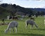 Female Alpacas for Sale Carousel 7