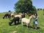 Female Alpacas for Sale Carousel 8