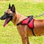 Durazon Nylon Reflective Harness with Lead - XL - Black Carousel 4