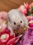 Stunning Female Baby Mice - NEW GIRLS AVAILABLE NOW Carousel 7