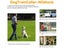 PTN NEW Dog Training Collar Sale - Sale Carousel 4