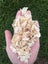 Pine Shavings Carousel 3