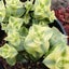 Crassula Perforata Variegata Carousel 1