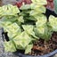 Crassula Perforata Variegata Carousel 2