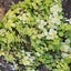 Sedum Makino Ogon | Golden Japanese Stonecrop Carousel 1