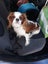 Prince Charles Cavalier Spaniel Carousel 3