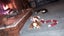 Prince Charles Cavalier Spaniel Carousel 6