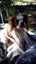 Prince Charles Cavalier Spaniel Carousel 8