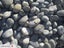 PAPATOETOE YARD - TOPSOIL / WHITE CHIP / SCORIA Carousel 5