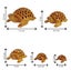 IBA Indianbeautifulart Wooden Undercut Turtle Beautiful Handmade Carving Animal Carousel 3