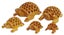 IBA Indianbeautifulart Wooden Undercut Turtle Beautiful Handmade Carving Animal Carousel 5