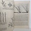 PRUNING for New Zealand Conditions by E. O. Petersen 1955 Carousel 5