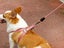 2X S Size Adjustable Pet Dog Harness with Leash Blue Pink Carousel 4