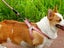 2X S Size Adjustable Pet Dog Harness with Leash Blue Pink Carousel 5
